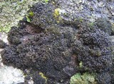 Collema fasciculare image