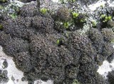 Collema fasciculare image