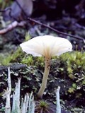 Lichenomphalia umbellifera image