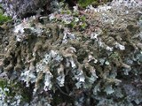 Parmelia submontana image