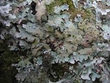 Parmelia submontana image