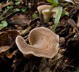 Hohenbuehelia mastrucata image