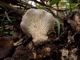 Hohenbuehelia mastrucata image