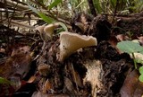 Hohenbuehelia mastrucata image
