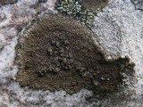 Protoparmelia badia image
