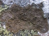 Protoparmelia badia image