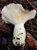 Hygrophorus gliocyclus image