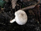 Pluteus petasatus image