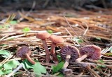 Laccaria oblongospora image