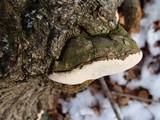 Perenniporia fraxinophila image