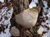 Perenniporia fraxinophila image