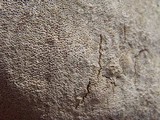 Perenniporia fraxinophila image