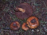 Pholiota highlandensis image