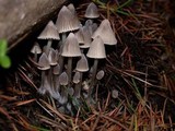 Mycena leptocephala image