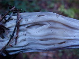 Hypomyces cervinigenus image