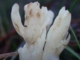 Clavulina rugosa image