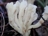 Clavulina rugosa image
