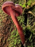 Tubaria punicea image