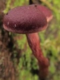 Tubaria punicea image