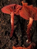 Tubaria punicea image