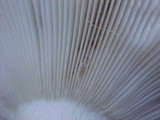 Russula cascadensis image