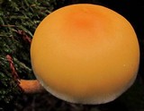 Hypholoma capnoides image