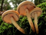 Hypholoma capnoides image