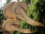 Hypholoma capnoides image