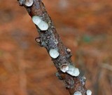 Poronidulus conchifer image