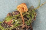 Galerina filiformis image