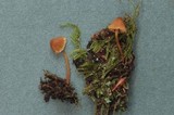 Galerina filiformis image