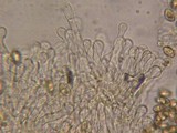 Galerina filiformis image