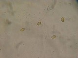 Galerina filiformis image