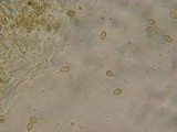 Galerina filiformis image
