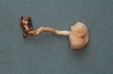 Rhodocybe roseiavellanea image