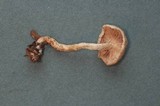 Rhodocybe roseiavellanea image