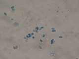 Rhodocybe roseiavellanea image
