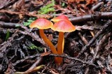 Hygrocybe miniata image