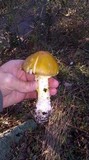 Amanita augusta image