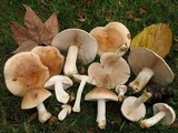 Hebeloma crustuliniforme image