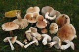 Hebeloma crustuliniforme image