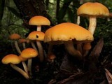 Hypholoma capnoides image