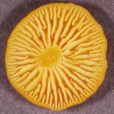 Chrysomphalina aurantiaca image