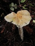 Inocybe rimosa image
