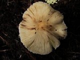 Inocybe rimosa image