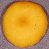 Chrysomphalina aurantiaca image