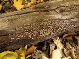 Xylobolus frustulatus image