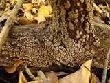 Xylobolus frustulatus image