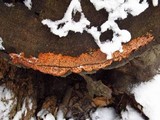 Phlebia radiata image