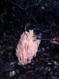 Ramaria stricta image